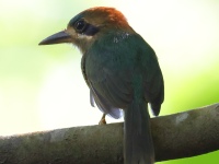 FL6A6678Tody_Motmot