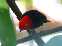 FL6A6695Red-capped_Manakin
