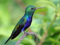 FL6A6719Violet-bellied_Hummingbird