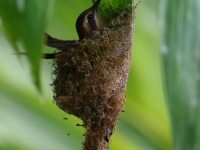 FL6A6775Stripe-throated_Hermit