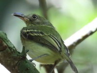 FL6A6854Southern_Bentbill