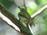 FL6A6874Southern_Bentbill