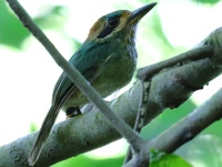 FL6A6884_1Tody_Motmot