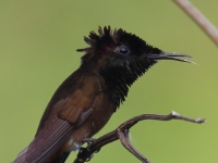 FL6A6891Ruby-topaz_Hummingbird