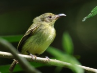 FL6A6914Southern_Bentbill