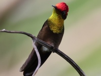 FL6A6922Ruby-topaz_Hummingbird