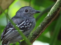FL6A6941Black-crowned_Antshrike
