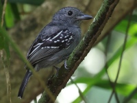 FL6A6957Black-crowned_Antshrike