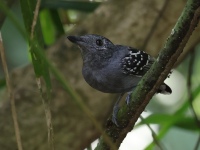 FL6A6966Black-crowned_Antshrike