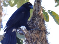 FL6A7001_1Giant_Cowbird