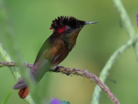 FL6A7017Ruby-topaz_Hummingbird