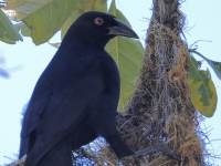 FL6A7023_1Giant_Cowbird