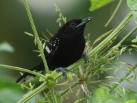 FL6A7061Dot-winged_Antwren