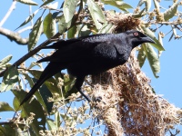 FL6A7063_1Giant_Cowbird