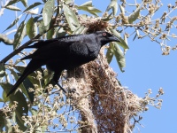 FL6A7064Giant_Cowbird