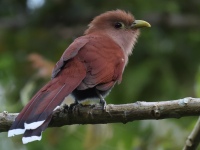 FL6A7122Squirrel_Cuckoo