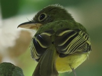 FL6A7128Western_Olivaceous_Flatbill
