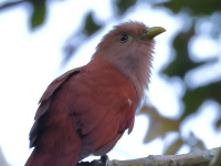 FL6A7130_1Squirrel_Cuckoo