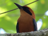 FL6A7153Rufous_Motmot