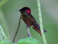 FL6A7177Ruby-topaz_Hummingbird
