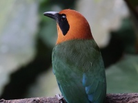 FL6A7183_1Rufous_Motmot