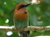 FL6A7188Broad-billed_Motmot