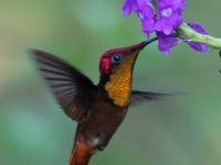 FL6A7190Ruby-topaz_Hummingbird