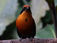 FL6A7197_1Rufous_Motmot