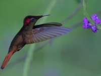 FL6A7223Ruby-topaz_Hummingbird