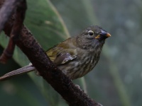 FL6A7268Streaked_Saltator