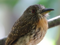 FL6A7270White-whiskered_Puffbird