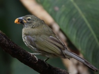 FL6A7290Streaked_Saltator