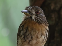 FL6A7294White-whiskered_Puffbird