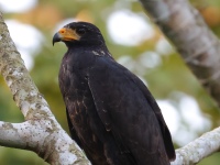 FL6A7305Common_Black-Hawk