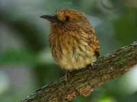 FL6A7343White-whiskered_Puffbird