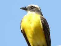 FL6A7359Social_Flycatcher