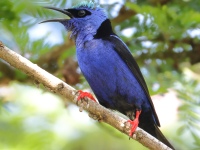 FL6A7363Red-legged_Honeycreeper