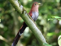 FL6A7376Squirrel_Cuckoo