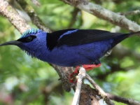 FL6A7382Red-legged_Honeycreeper