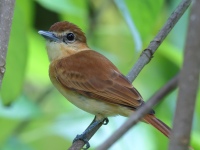 FL6A7395Cinnamon_Becard