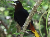 FL6A7395Yellow-rumped_Cacique