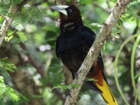 FL6A7410Yellow-rumped_Cacique