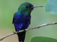 FL6A7449Violet-bellied_Hummingbird