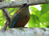 FL6A7473Whooping_Motmot
