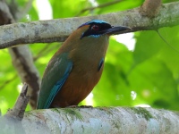 FL6A7489Whooping_Motmot