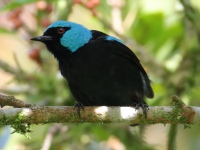 FL6A7508_1Scarlet-thighed_Dacnis