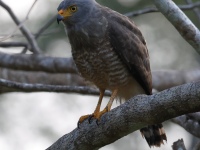FL6A7533Roadside_Hawk