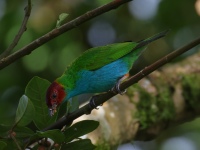 FL6A7536_1Bay-headed_Tanager