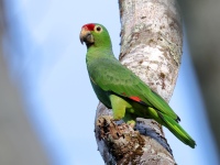 FL6A7550Red-lored_Amazon_Parrot