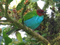 FL6A7557Bay-headed_Tanager